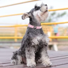 Reflective Dog Collar,Soft Neoprene Padded Pet Collar ID Tag Ring Small