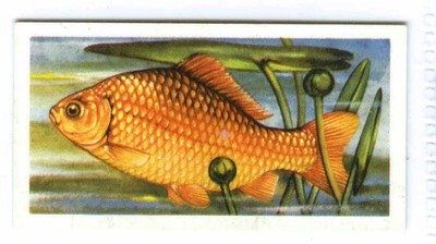 FRESHWATER FISH No 6 1960 BROOKE BOND PG TIPS TEA CARDS PICK OF EXACT SCANS