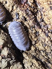 Spherillo sp. "Hainan" Isopods Live Isopods Bioactive Clean-Up Crew 10