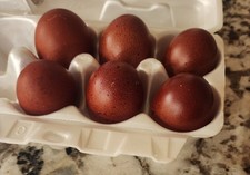  6 French Black Copper Maran Hatching Eggs Purebred Quality Bloodline