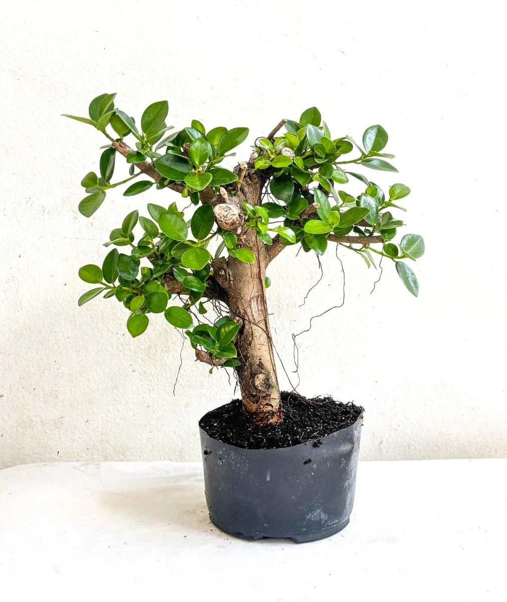chinese house plant Chinese Evergreen 'First Diamond'