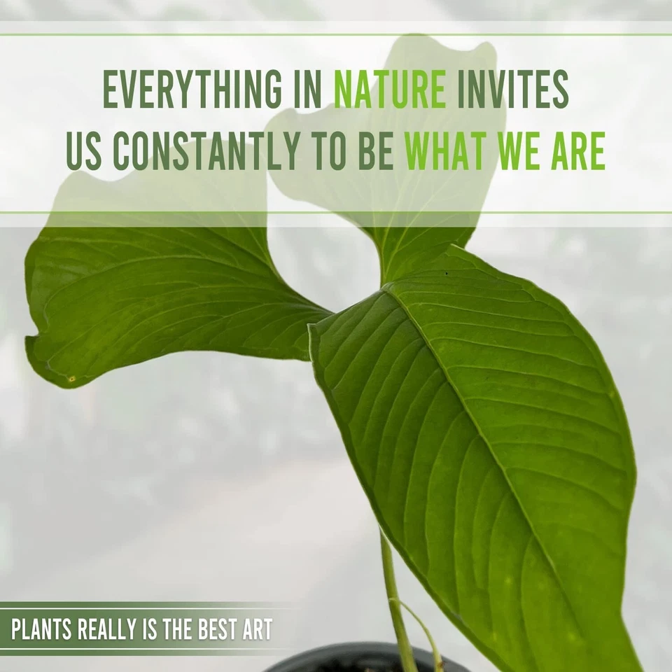 Anthurium draconopterum by LEAL PLANTS ECUADOR |Green Live House Plant - Image 3 of 4