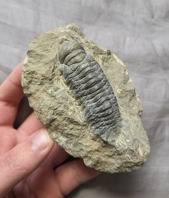 Great Crotalocephalus Trilobite Fossil Arthropod From The Devonian of Morocco