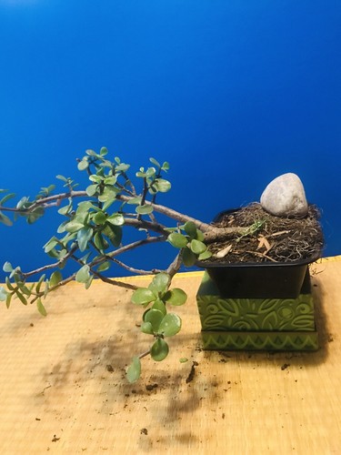 Minature Jade Pre Trained Bonsai -35 Year Old- Portulacaria Africa Elephant Bush - Picture 2 of 10
