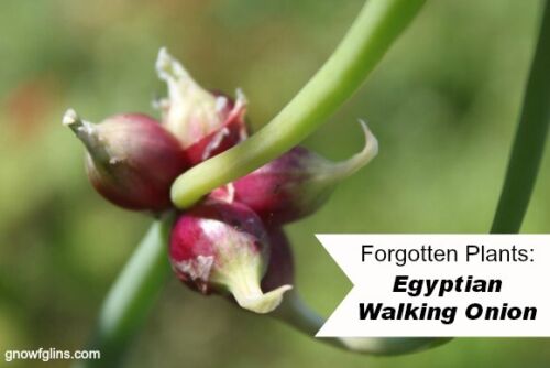 10 Egyptian Walking Multiplier Onions Top Sets Perennial Organic Heirloom