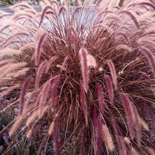 50 PURPLE FOUNTAIN GRASS Ornamental Pennisetum Setaceum Dark Burgundy Flower See
