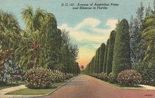 Postcard FL Avenue of Australian Pines & Hibiscus Florida Linen Vintage PC L3812