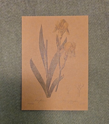 blank vintage style lily flower painting print kraft card & envelope 5.5 * 4 " - Picture 52 of 53