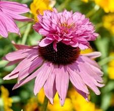 Doubledecker Purple Coneflower Echinacea Seeds  Echinacea Purpurea Doubledecker