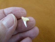 (s1965-43) 1/2" RARE modern 6 Six GILL BLUNTNOSE COWSHARK Shark Upper Tooth