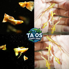 5 Pair Live Aquarium Guppy Fish High Quality - Full Gold 5M5F - USA SELLER