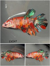 Female Betta Live Fish - Koi Nemo Galaxy Halfmoon - LV247 - Sorority - Breeding