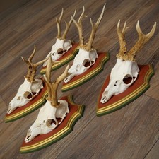 Bois De Cèdre Trophées En Bois Avec 5 Cerfs Et 2 Cornes De Cerf 22.1368