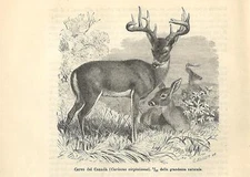 Antique Print VIRGINIA DEER Odocoileus virginianus 1896 Old Antique Print