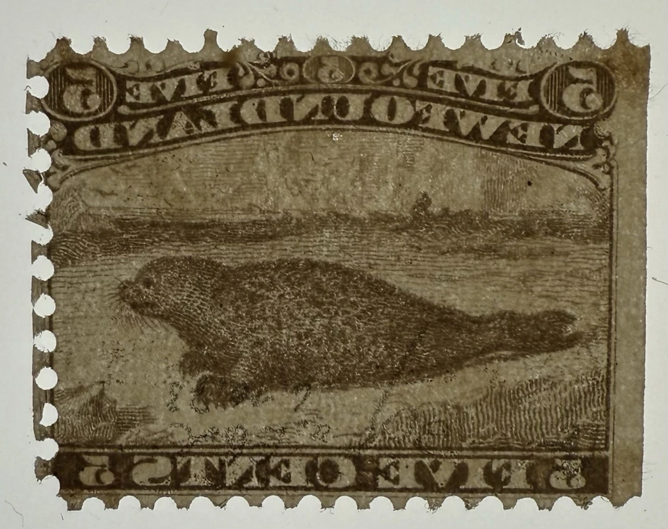 Newfoundland #25 1870 5c brown “Harp Seal” perf 12 MNG/SE; $400 UCV - Image 3 of 3