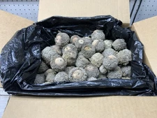 5 Lb Burr Oak Acorns Fresh 2025 Illinois Most Capped For Crafts, Wildlife, Seed