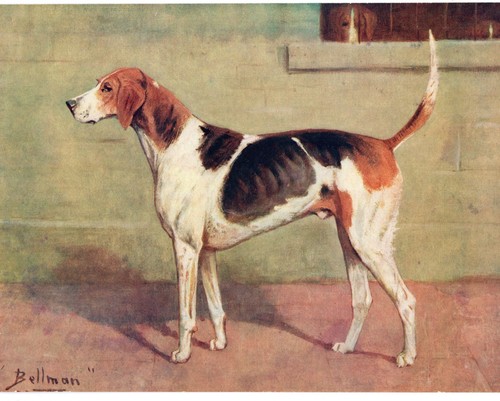 Vintage 1934 Foxhound | Staghound Pup - Antique Dog Art Print Gift