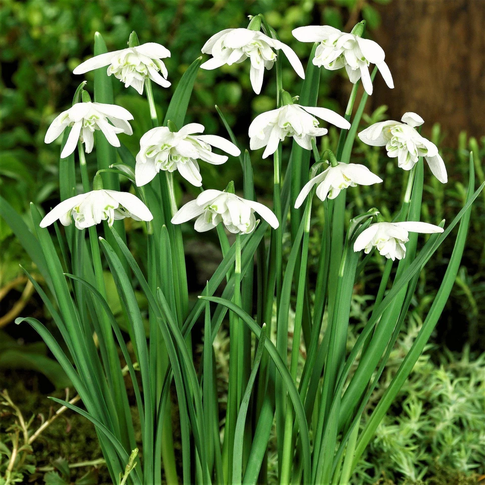 Fácil de cultivar Galanthus doble gota de nieve Flore Pleno 10 bulbos de plantas, principios de primavera Foto 3 de 4