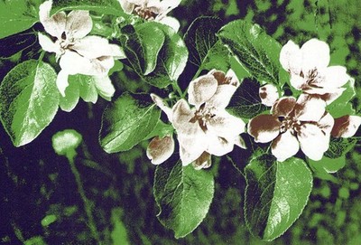 Finland Kangasala Apple Tree Blossoms Nature Unposted #PBY965
