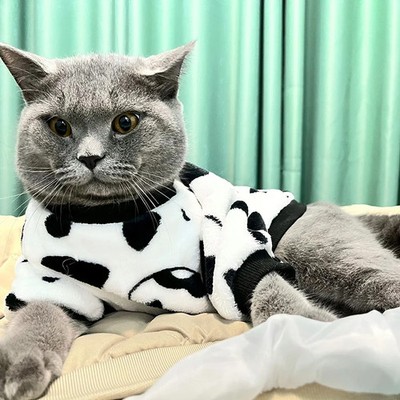 Fashion Pet Cat Clothes Winter Warm Sweatshirt Soft Cozy Cute Kitten Costume Hoo