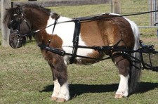 MINI SHETLAND HARNESS ZILCO QUALITY BIOTHANE BLACK BREACHING *FREE POSTAGE*