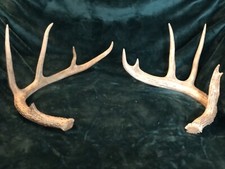 2 Texas Whitetail Deer Antlers Sheds Horns Crafts Fall Decor Man Cave Wreaths G8