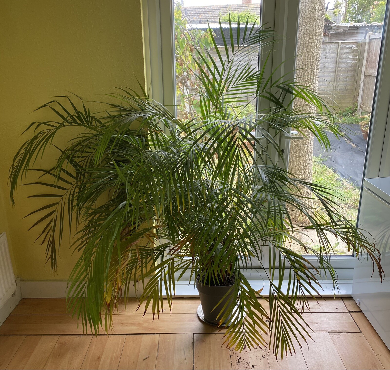 HUGE 5ft TALL KENTIA PALM / PARLOUR PALM HEALTHY INDOOR PLANT eBay