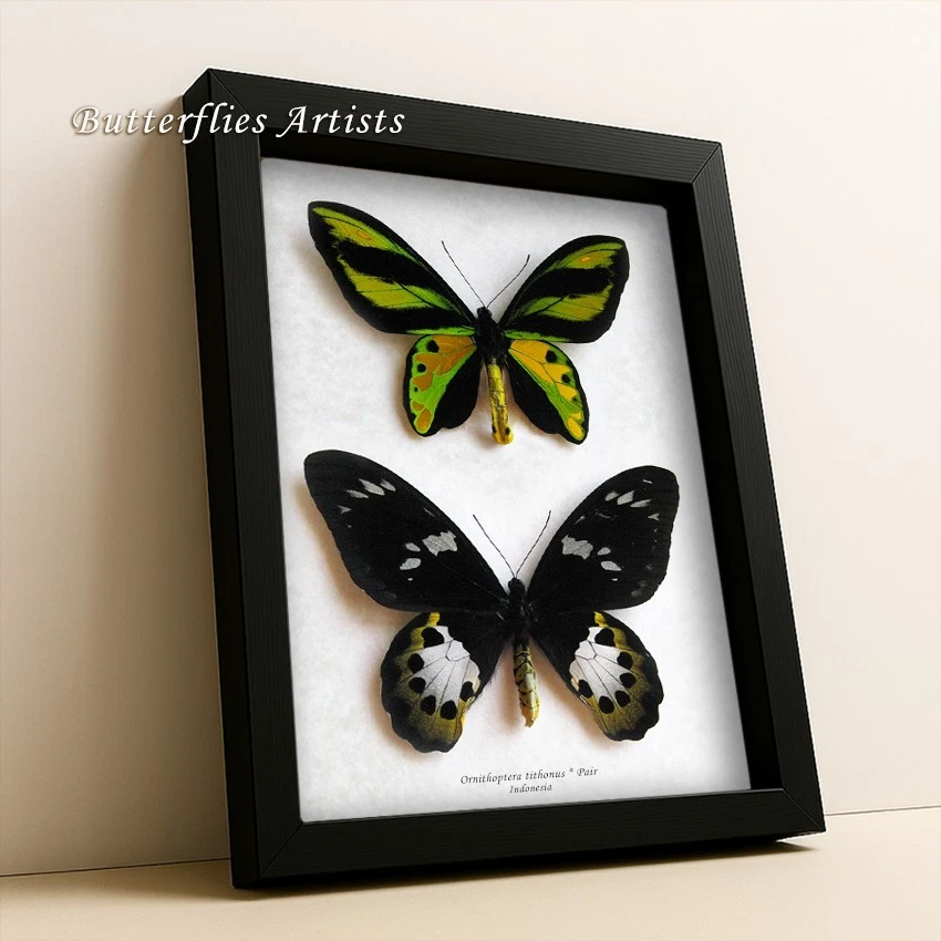 特コレクションシリーズ激レアOrnithoptera tithonus ssp. Ornithoptera Butterfly for sale | eBay