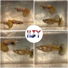 5 PAIRS Mixed Dark Dumbo Dragon Guppy 5 MALES, 5 FEMALES 