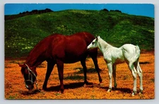 Vintage Photochrome Postcard Horse and Foal by Tichnor Bros, 1939-Now