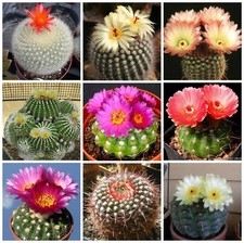 20 semi in miscuglio di Notocactus mix , piante grasse,seed cactus mix