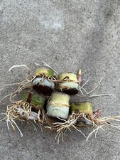 5 PCs Rooted Sugarcane Cutting Sweet Juicy Tropical Plant Ready To Plant