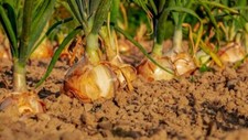 Onion Seeds,  Texas Early Grano Onion Seeds,
