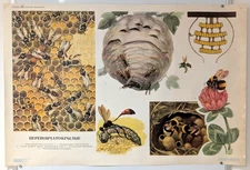 Honeybees - Hymenoptera - wasps bees bumblebees - Ukrainian BIG Poster 1975