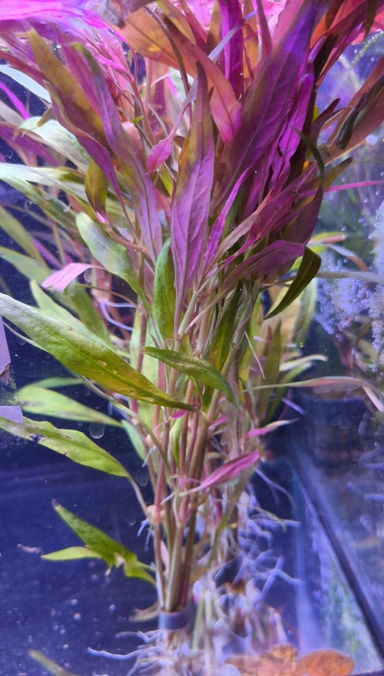 Alternanthera Rosaefolia(Bunch67 Stem) Live Aquarium Tropical Plants