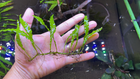 "Mini" Java Fern Submerged Growth - Rare Live Aquarium Plant Freshwater