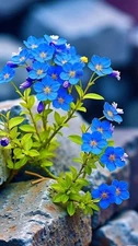 Digital Image Picture Wallpaper Background Desktop Beautiful Blue Flower! $0.99