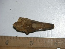 Dinosaur fossil tooth Spinosaurus Cretaceous Era bigger 1.5 inch long M42