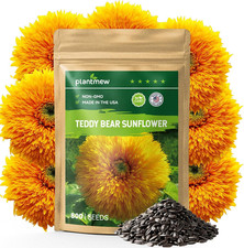 800 Giant Teddy Bear Sunflower Seeds Fluffy Double Yellow Petals Extra Larg