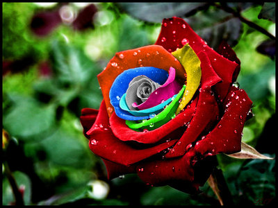 /"35 Regenbogen Rose Rosen Rainbow Samen Seeds /" Geschenk Tribute
