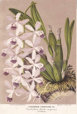 Epidendrum Conspicuum orchid Orchidee flowers Blume botany Lemaire Litho 1869