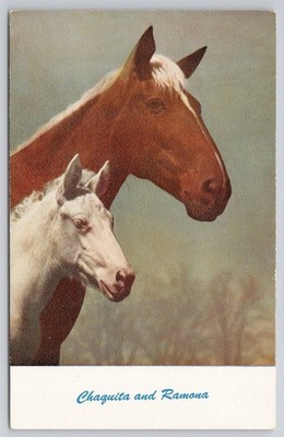 Chaquita Ramona Horses Mare Foal Standard Arts Berkeley CA Postcard