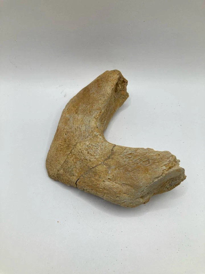 Cretaceous Marine Turtle Shell (Plastron) Fragment Genuine Fossil from Morocco - Image 3 of 4