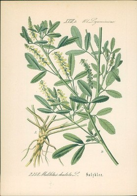 Chromolithographie : Salzklee. Melilotus dentata L. Leguminosae. Syn. Trifolium 