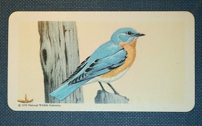 EASTERN BLUEBIRD Vintage Illustrated Bird Card EE16