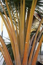 10 Golden Palm Tree Seeds for Planting - Corypha utan, Buri Palm
