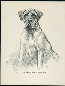 MASTIFF VINTAGE 1937 DOG ART PRINT by ARTIST K F BARKER