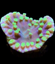 Live Coral Turbinaria Green Polyp Scroll 3/4”+