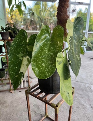 LARGE Philodendron Jose Bueno- 7 Leaves High Variegation. Leaves over 1 Ft  long | eBay