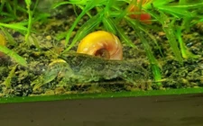 3 +1 extra Blue Dwarf Crayfish(Cambarellus Diminutus) Unsexed.